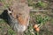 Stump. Felled tree. Agriculture. Green onions on the ground