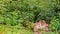 Stump of a felled tree amongst lush undergrowth and greenery with green foliage