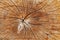 The stump of a felled tree, a cut of the trunk with annual rings and cracks, the texture of the sawed stump