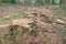 Stump of a felled tree in the forest