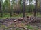 A stump from a felled tree and a heap of branches in a pine forest in summer in Siberia. Russia. Pesopoval. Forest felling. Wood