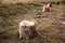 Stump. felled tree. Wooden circle Stump slowly rotates close-up background