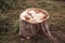 Stump. felled tree. Wooden circle Stump slowly rotates close-up background