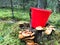 Stump in the forest with a lot of beautiful tasty edible mushrooms with a red bucket and a sharp knife in the woods