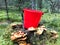 Stump in the forest with a lot of beautiful tasty edible mushrooms with a red bucket and a sharp knife in the woods