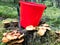 Stump in the forest with a lot of beautiful tasty edible mushrooms with a red bucket and a sharp knife in the woods