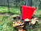 Stump in the forest with a lot of beautiful tasty edible mushrooms with a red bucket and a sharp knife in the woods