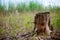 Stump in the forest. Old tree covered with moss. pine