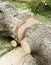 Stump of a freshly cut tree
