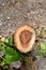 Stump of a freshly cut tree in the park