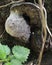 Stump fungus still white, called, `ganoderm`, the shape of which is reminiscent of a large spider, covered with a spider`s web