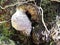 Stump fungus still white, called, `ganoderm`, the shape of which is reminiscent of a large spider, covered with a spider`s web