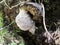 Stump fungus still white, called, `ganoderm`, the shape of which is reminiscent of a large spider, covered with a spider`s web
