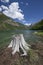 Stump at Lake MacDonald.