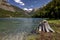 Stump by Lake MacDonald.