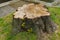 The stump of a large sawn tree with young green shoots
