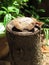 Stump with moisture in the rainy season cause mushroom.