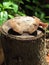 Stump with moisture in the rainy season cause mushroom.