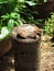 Stump with moisture in the rainy season cause mushroom.