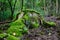 Stump mossy in the forest