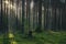 A stump from a newly felled tree stands in the middle of a forest at dawn