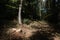 Stump of a newly sawed tree with illuminating sunlight