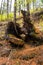 Stump of an old burnt tree in a coniferous forest