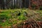 Stump overgrown with green moss in the foggy autumns forest