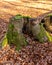 A stump overgrown with moss of a felled beech