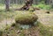 A stump overgrown with moss in the forest