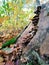 Stump overgrown with moss with old rotten summer honey agarics