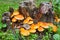 Stump overgrown mushrooms