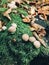 Stump puffball, little mushrooms in stump in green moss and fall leaves in autumn woods. Lycoperdon pyriforme. Fungi