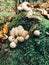 Stump puffball, little mushrooms in stump in green moss and fall leaves in autumn woods. Lycoperdon pyriforme. Fungi