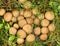 Stump puffball, Lycoperdon pyriforme.