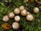 Stump puffball, Lycoperdon pyriforme, group of pear-shaped mushrooms. Autumn in the northern forest.