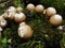 Stump puffball, Lycoperdon pyriforme, group of pear-shaped mushrooms. Autumn in the northern forest.