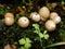 Stump puffball, Lycoperdon pyriforme, group of pear-shaped mushrooms. Autumn in the northern forest.