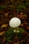 Stump puffball mushroom