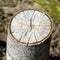 Stump of sawn aspen closeup