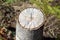 Stump of sawn aspen closeup