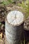 Stump of sawn aspen. Vertical close-up photo