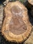 Stump from sawn-down old walnut tree with dark core. Chainsaw marks. Remnants of small sawdust. Top view. Close-up.