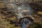 The stump in smoke after fire in forest