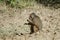 Stump-tailed macaque Macaca arctoides