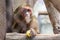Stump-tailed mascaque monkey