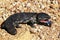 Stump Tailed Skink, tiliqua rugosa, Adult with Open Mouth and Tongue Out, Australia