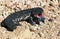 Stump Tailed Skink, tiliqua rugosa, Adult with Tongue out in Defensive Posture, Australia