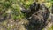 Stump from a tree in a beautiful taiga forest. Travel beyond the Arctic Circle. Top view.