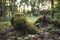 a stump from a tree cut down by loggers in the forest is covered with moss